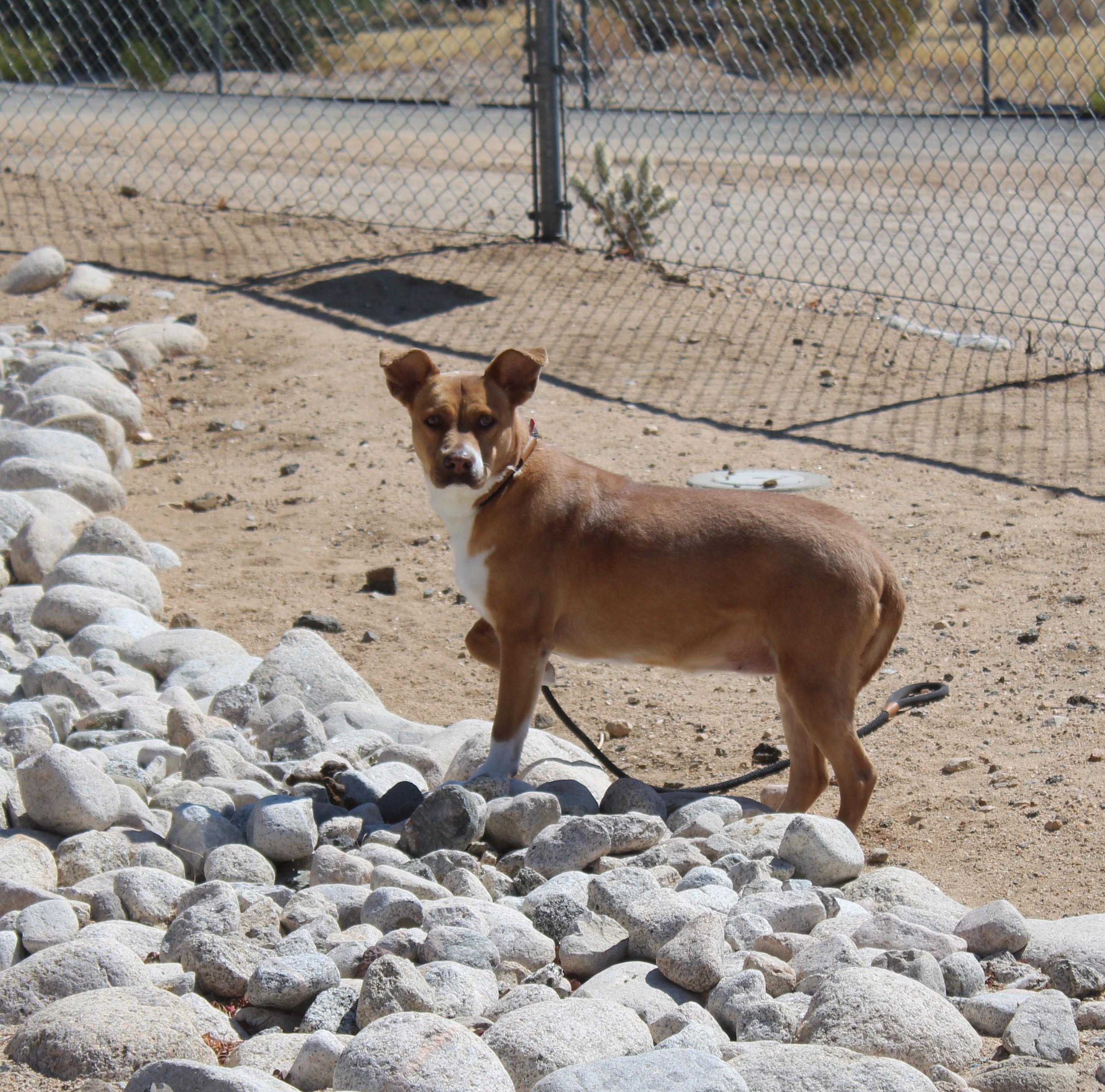 Enlarge Brandy , a ADOPTABLE mixed breed in Yucca Valley, CA image 2/6