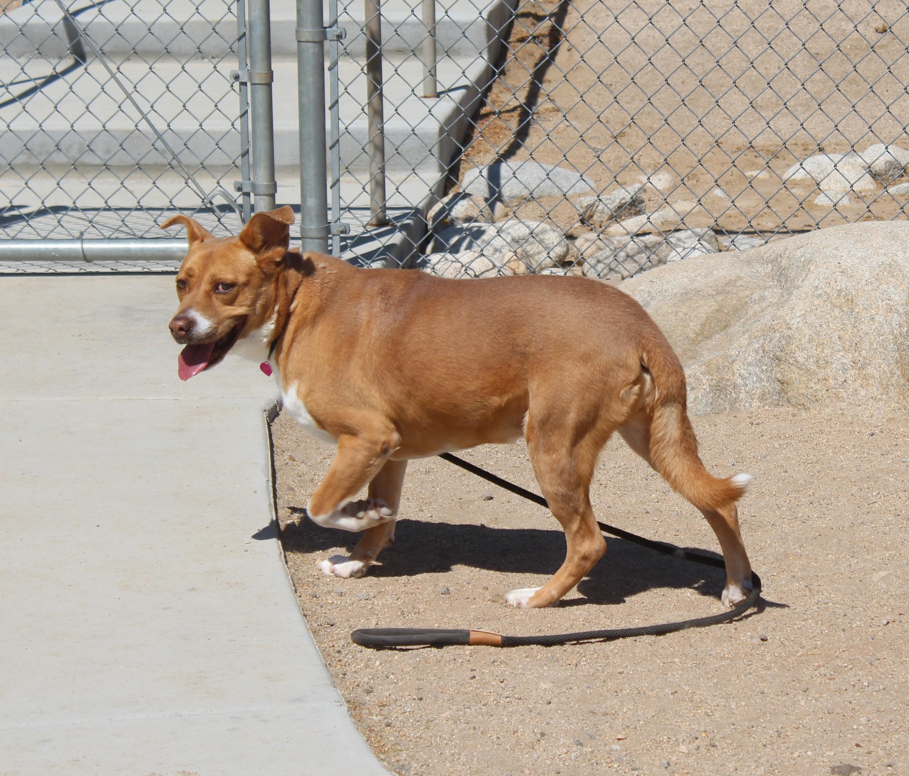 Enlarge Brandy , a ADOPTABLE mixed breed in Yucca Valley, CA image 4/6