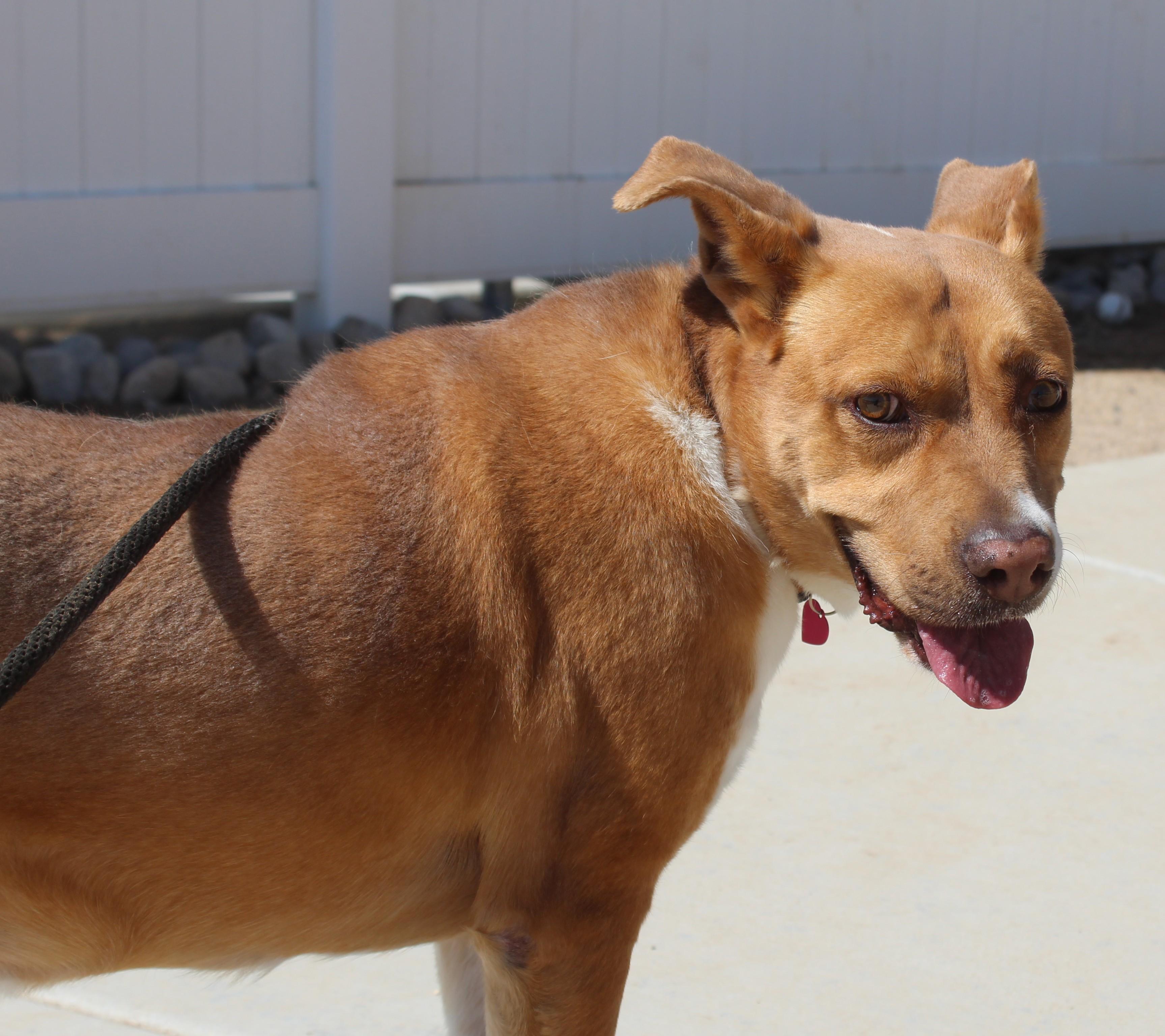 Enlarge Brandy , a ADOPTABLE mixed breed in Yucca Valley, CA image 6/6