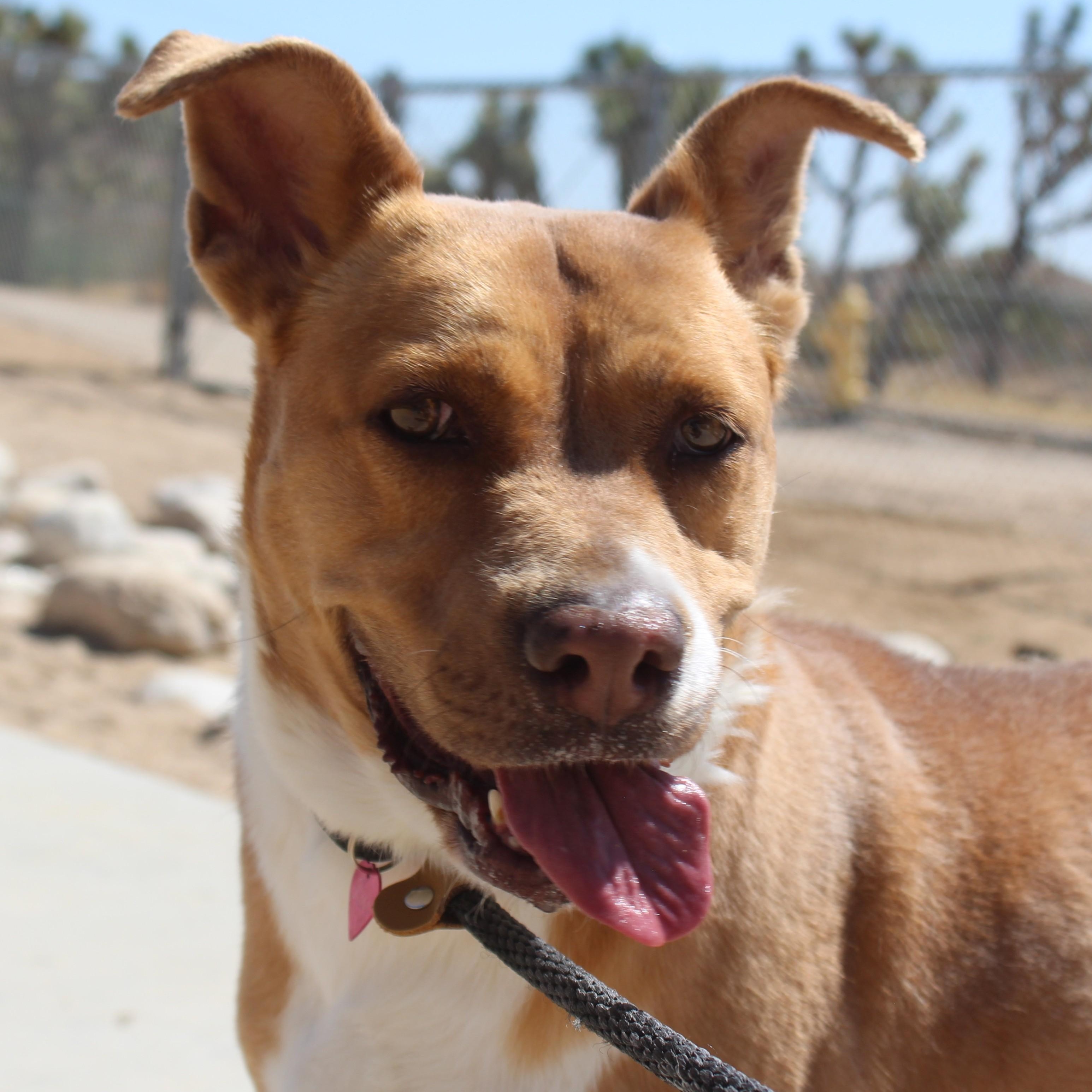 Enlarge Brandy , a ADOPTABLE mixed breed in Yucca Valley, CA image 1/6