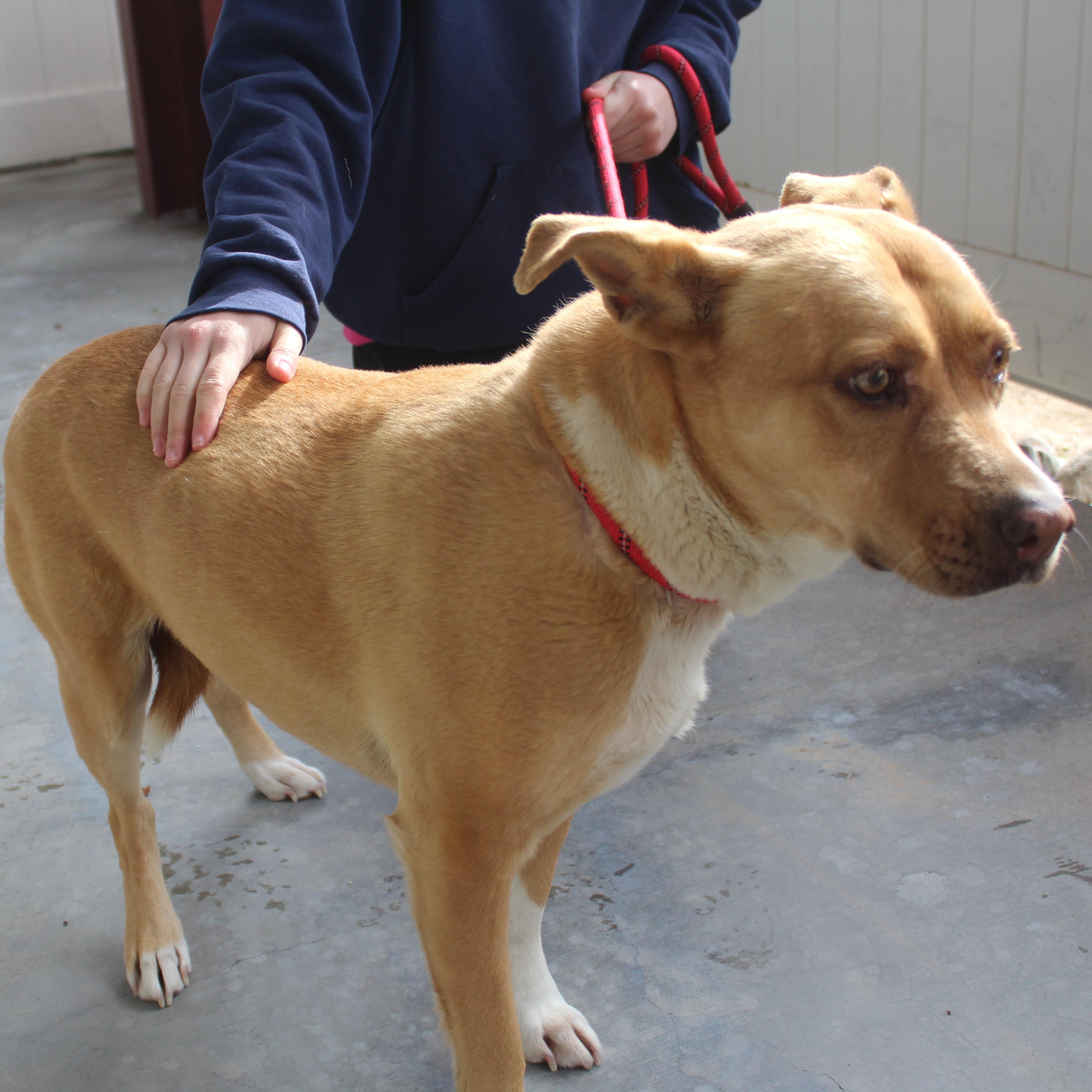 Enlarge Brandy , a ADOPTABLE mixed breed in Yucca Valley, CA image 2/2