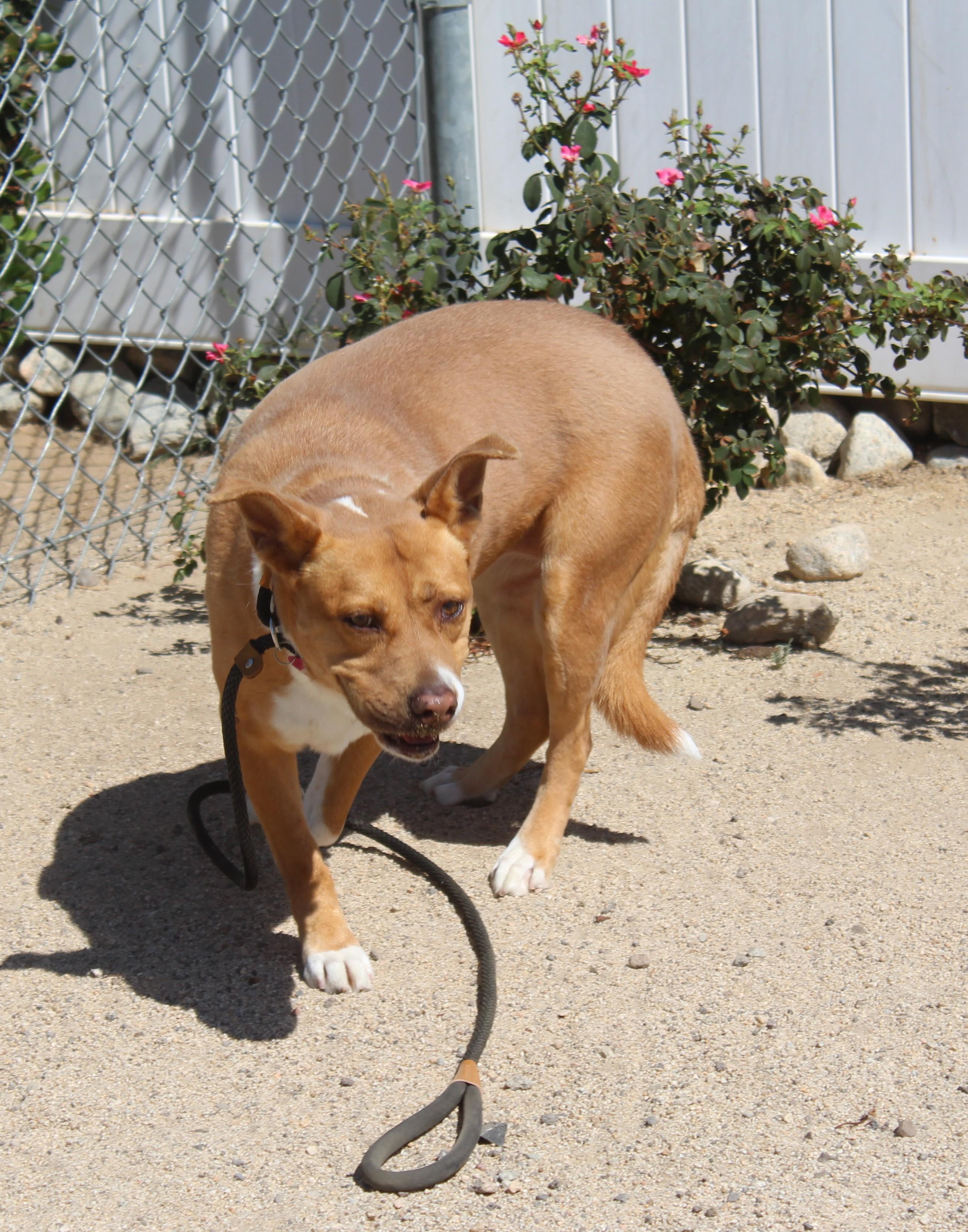 Enlarge Brandy , a ADOPTABLE mixed breed in Yucca Valley, CA image 5/6