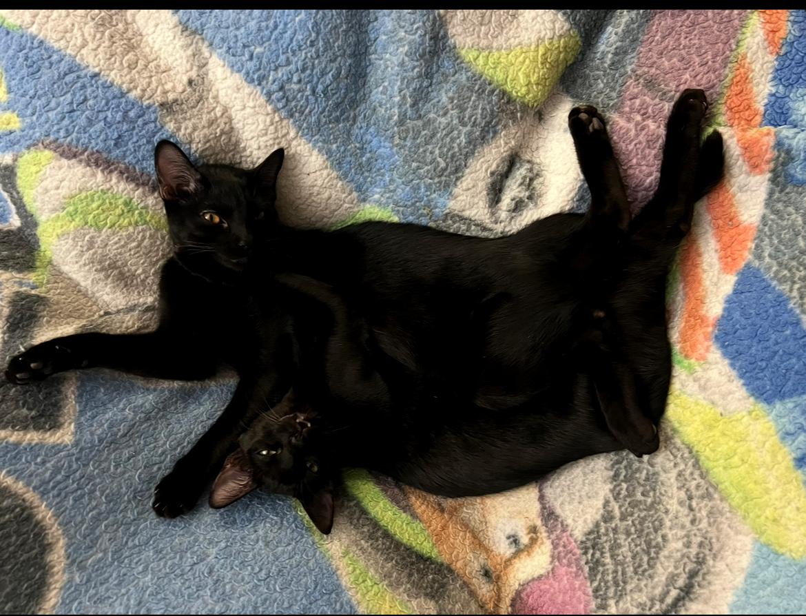 Enlarge Austin, a Adopted Domestic Short Hair in Winchester, CA image 4/4