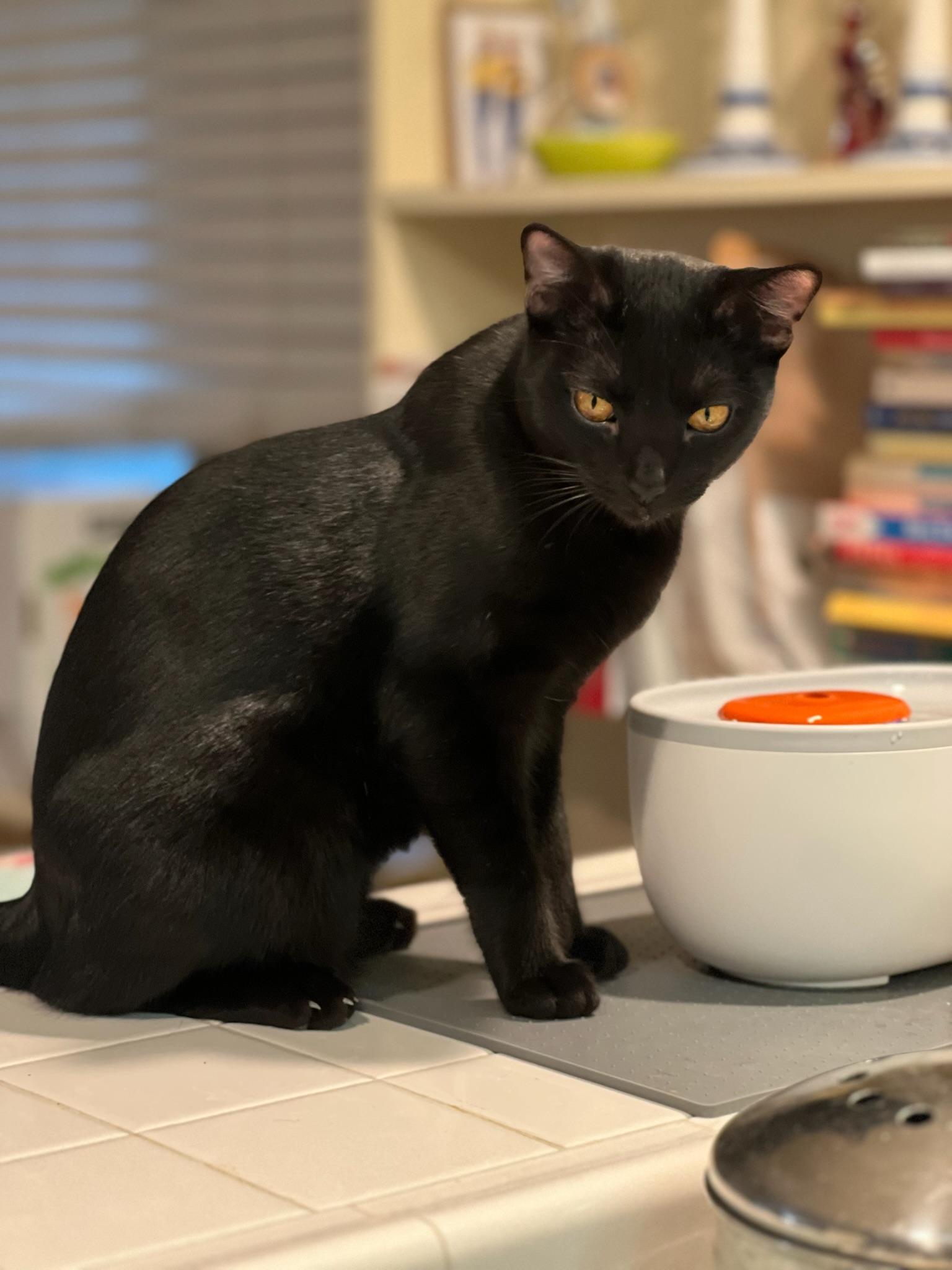 Enlarge Austin, a Adopted Domestic Short Hair in Winchester, CA image 2/4