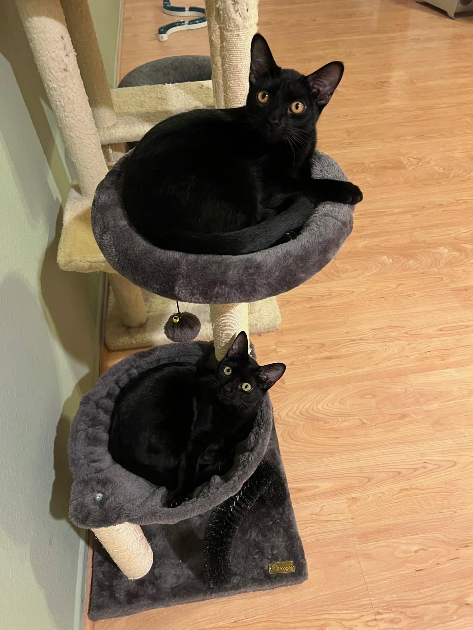 Enlarge Austin, a Adopted Domestic Short Hair in Winchester, CA image 3/4