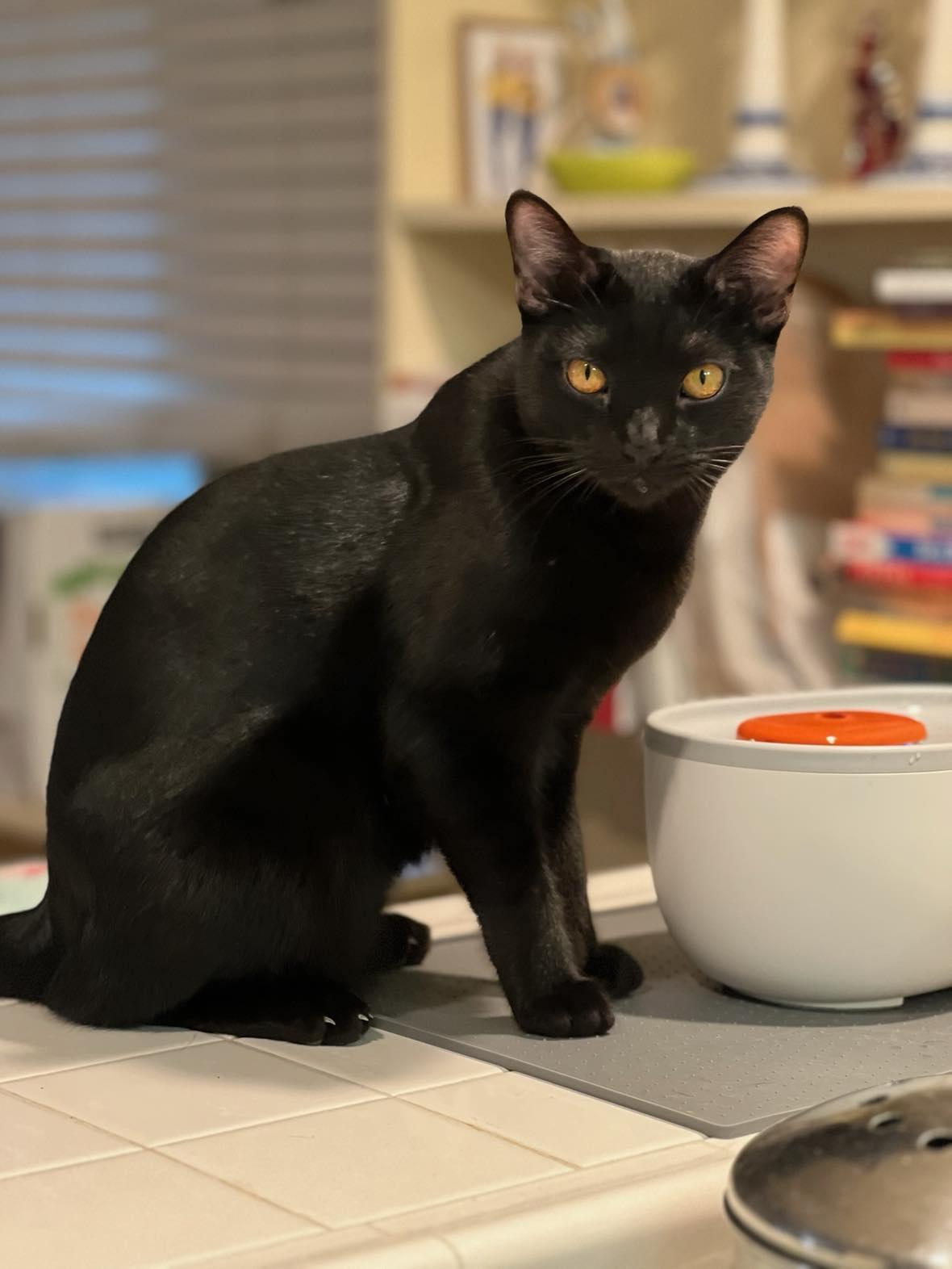 Austin, Adopted, Adult Male Domestic Short Hair.