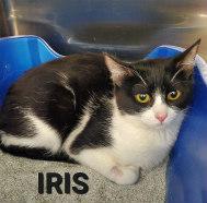 IRIS