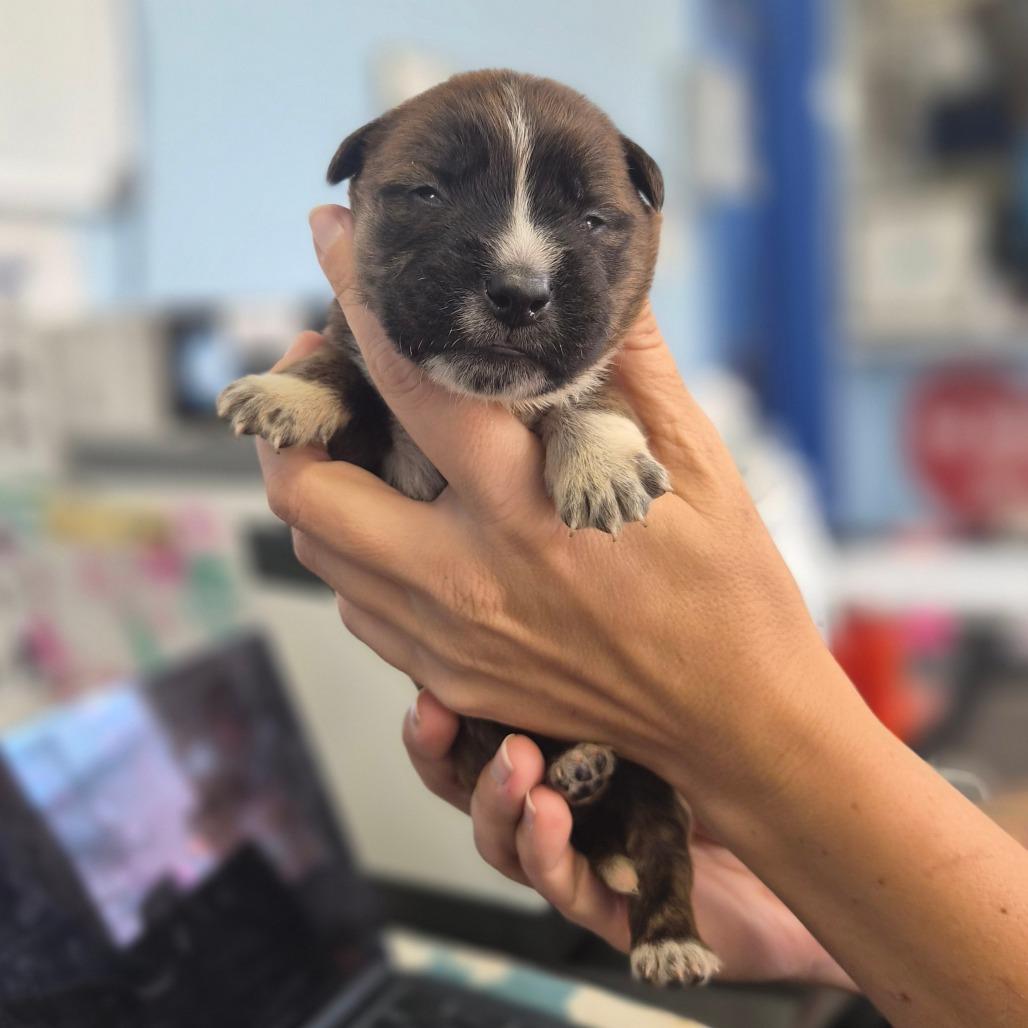 Enlarge McDonald, a Adoptable mixed breed in Wahiawa, HI image 1/2