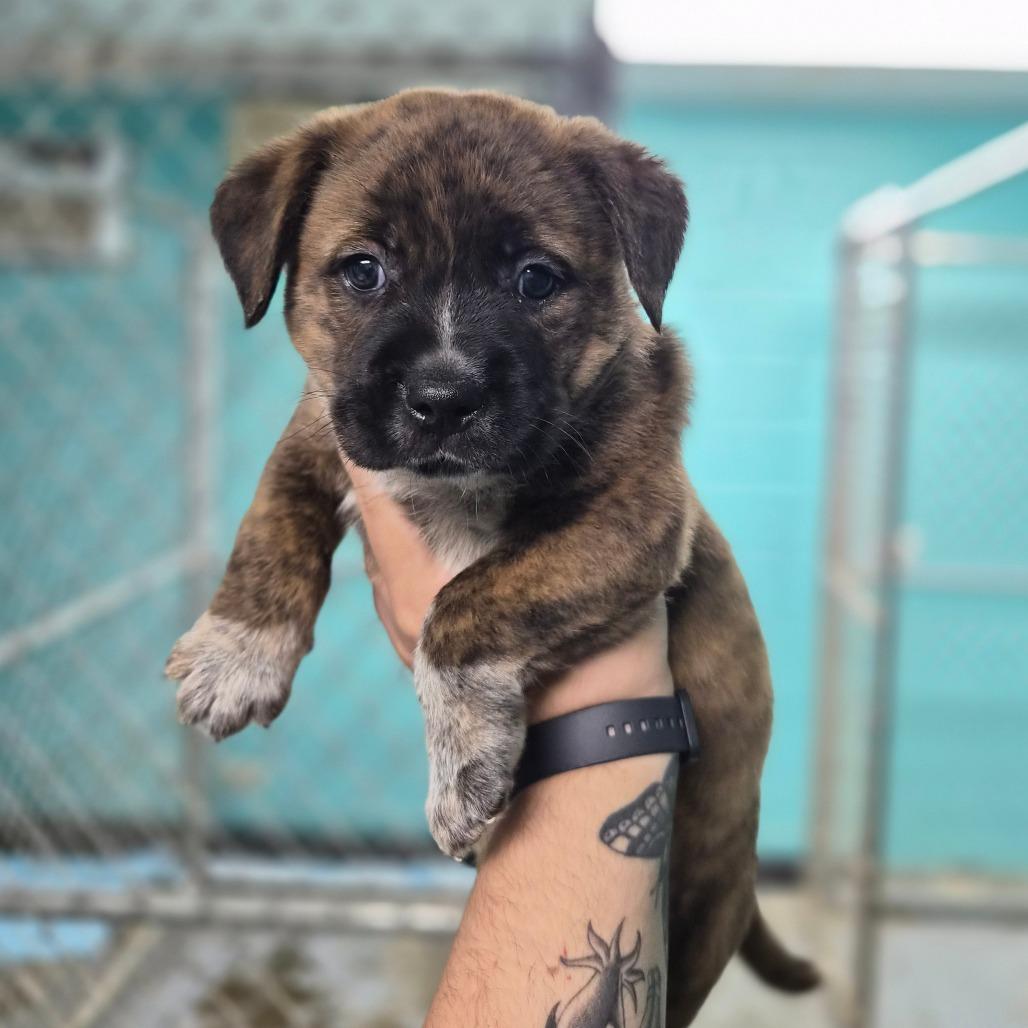 Enlarge McDonald, a Adoptable mixed breed in Wahiawa, HI image 2/2