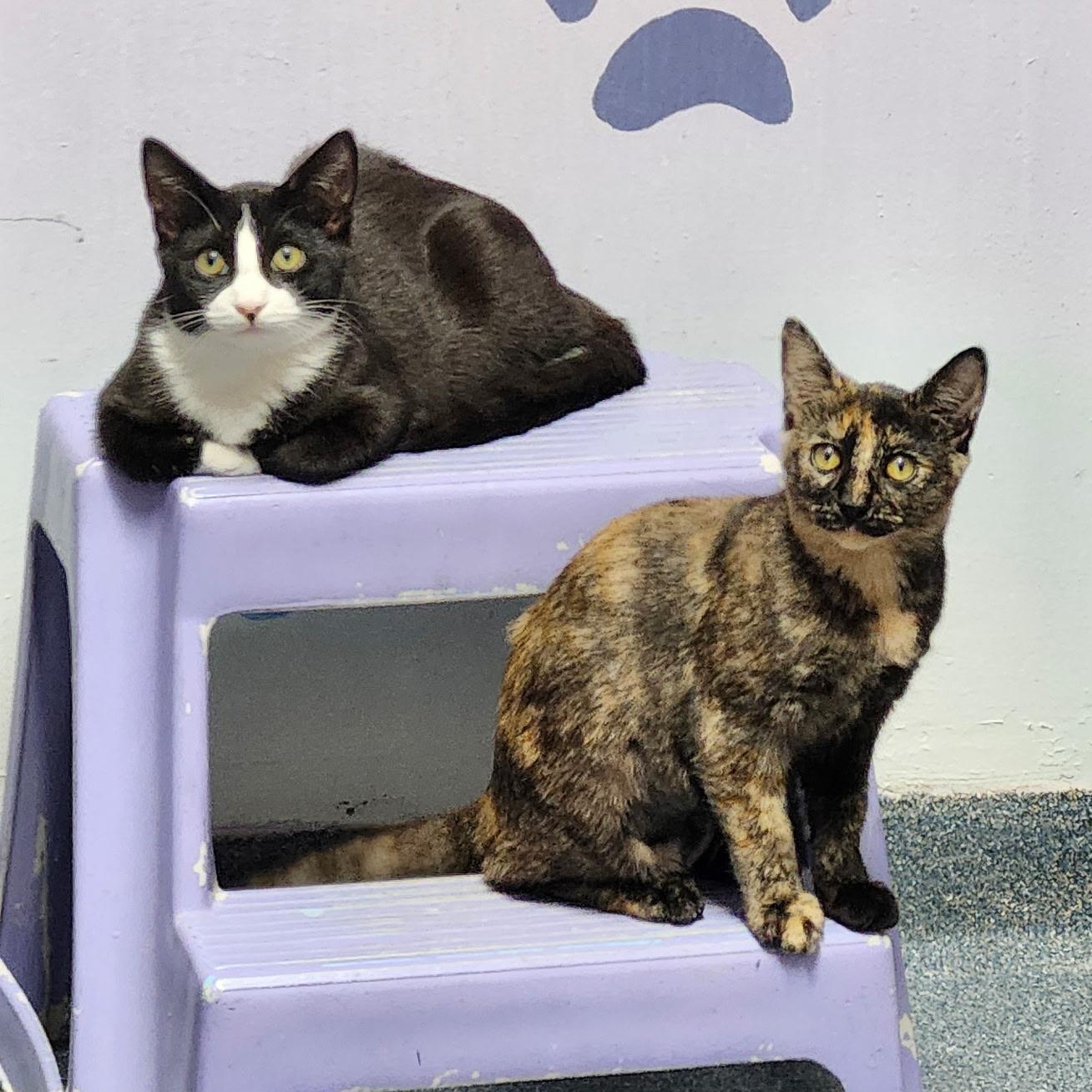 Reese & Chip, Adoptable, Kitten Female Domestic Short Hair.