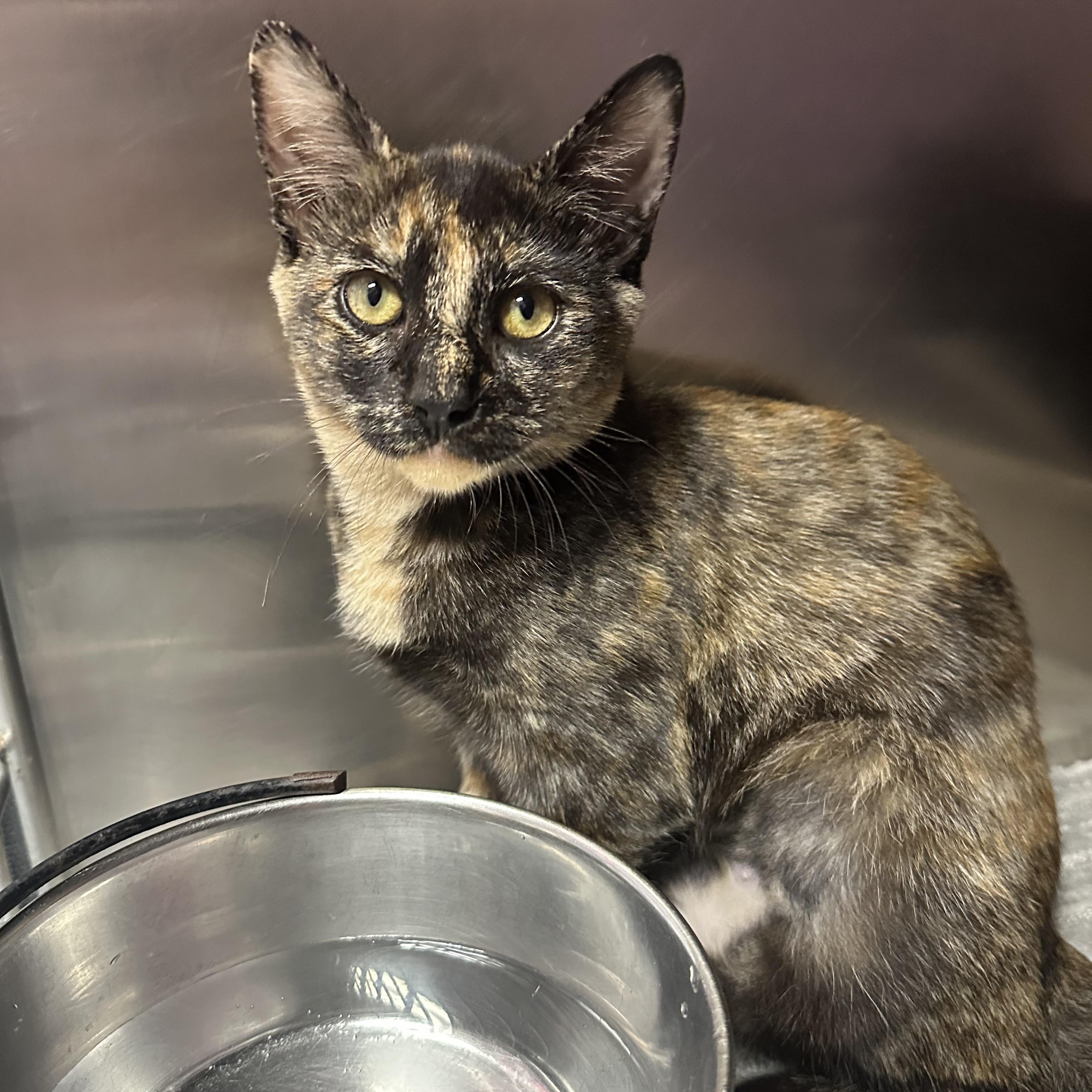 Enlarge Reese & Chip, a Adoptable Domestic Short Hair in Clifton, NJ image 6/6