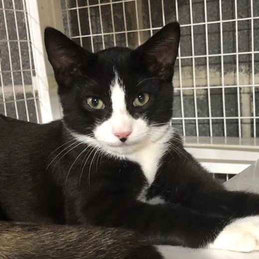Enlarge Reese & Chip, a Adoptable Domestic Short Hair in Clifton, NJ image 4/6