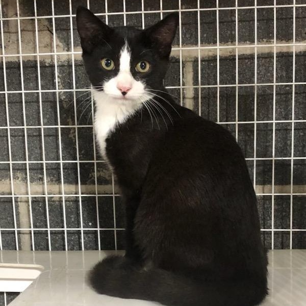 Enlarge Reese & Chip, a Adoptable Domestic Short Hair in Clifton, NJ image 5/6