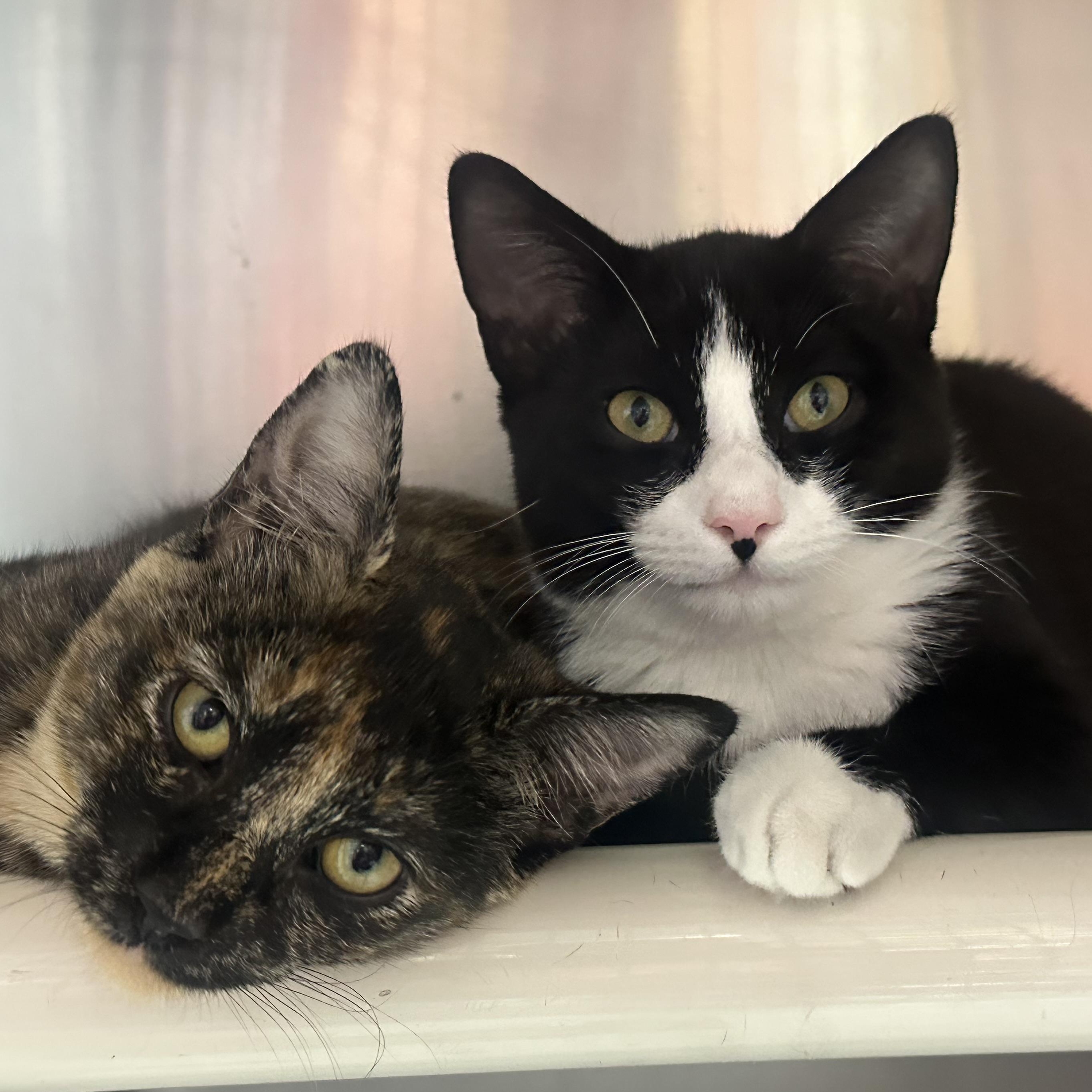 Enlarge Reese & Chip, a Adoptable Domestic Short Hair in Clifton, NJ image 3/6