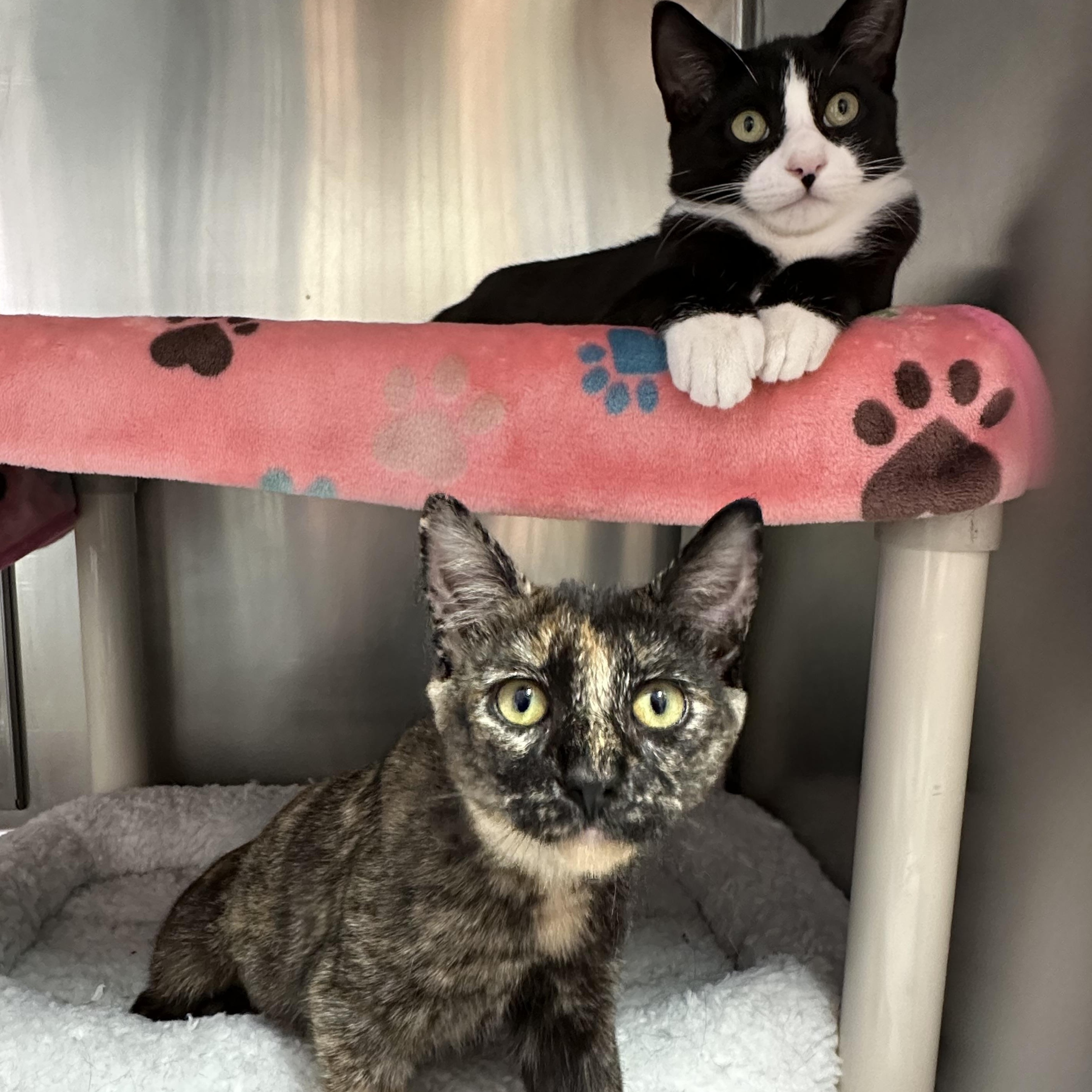 Enlarge Reese & Chip, a Adoptable Domestic Short Hair in Clifton, NJ image 2/6