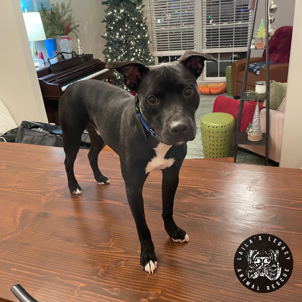 Tux, Adoptable, Adult Male Mixed Breed & Terrier.