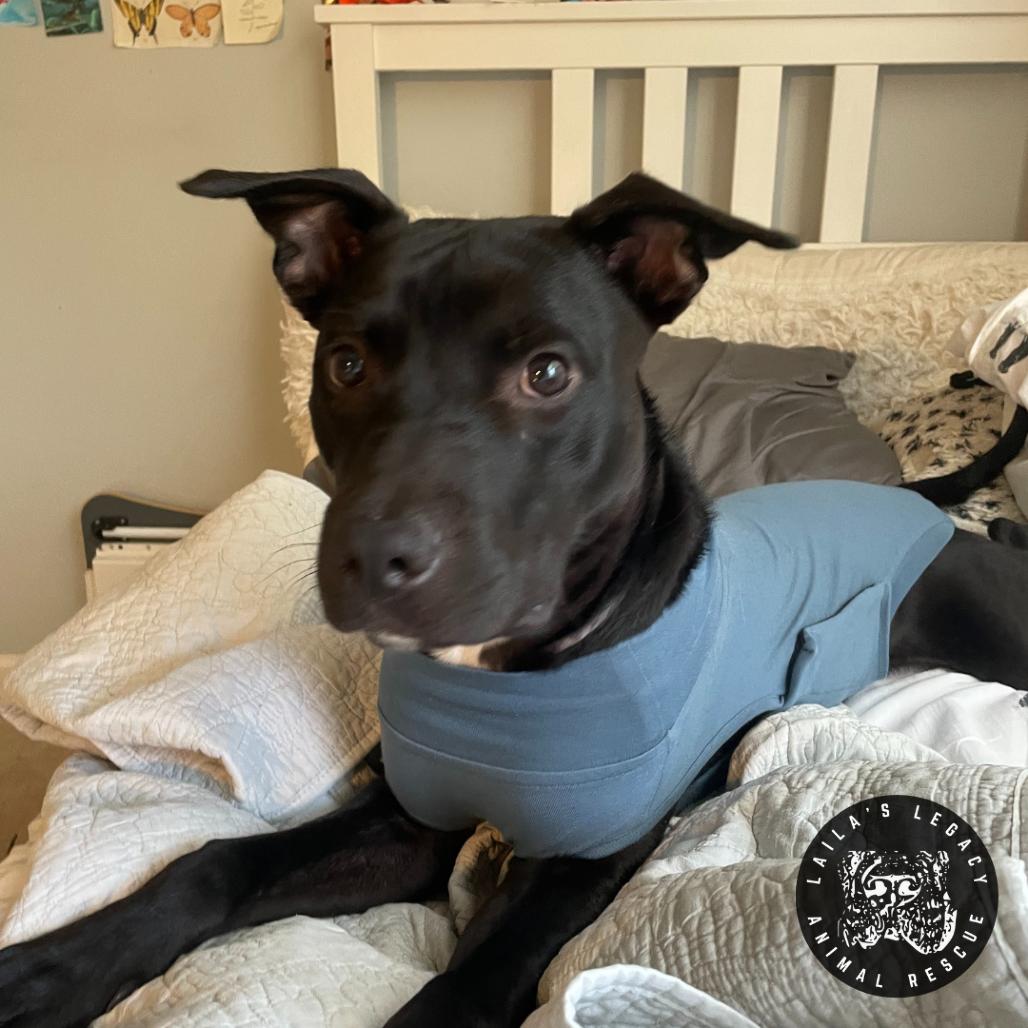 Enlarge Tux, a Adoptable mixed breed in Washington, DC image 2/6