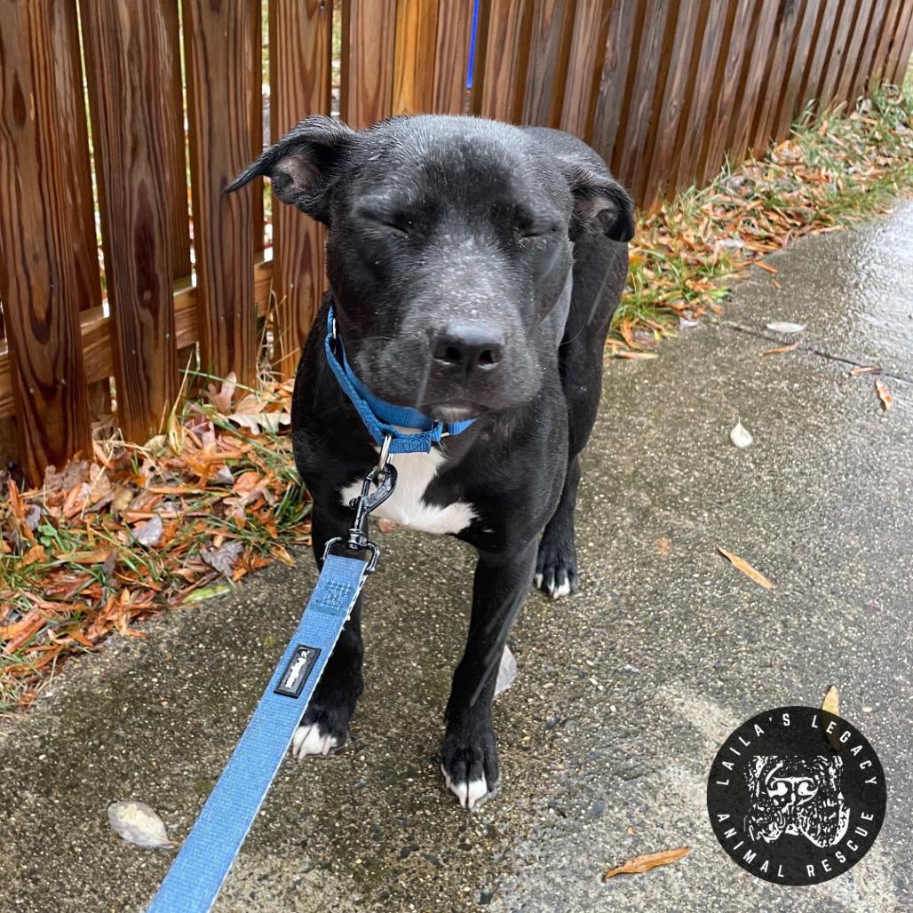 Tux, a Adoptable mixed breed in Washington, DC image 3/6