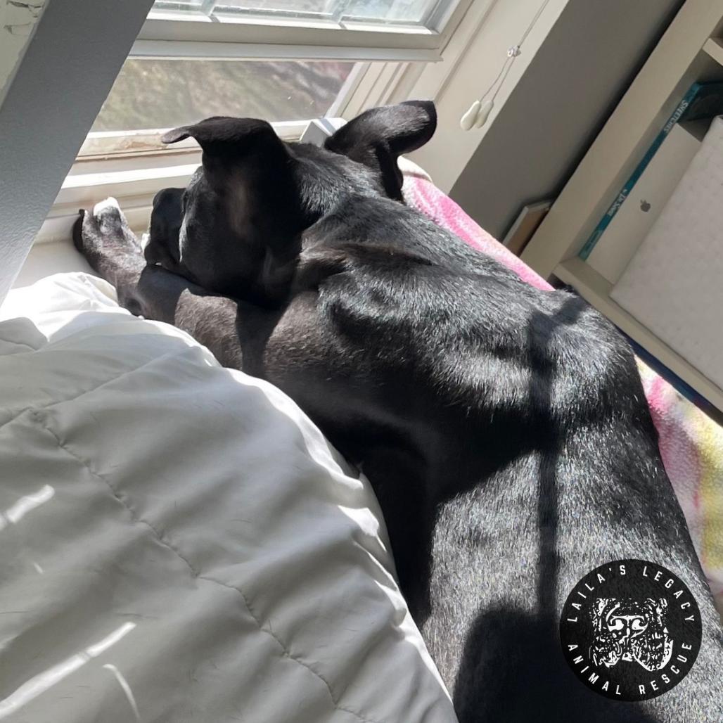 Enlarge Tux, a Adoptable mixed breed in Washington, DC image 3/6