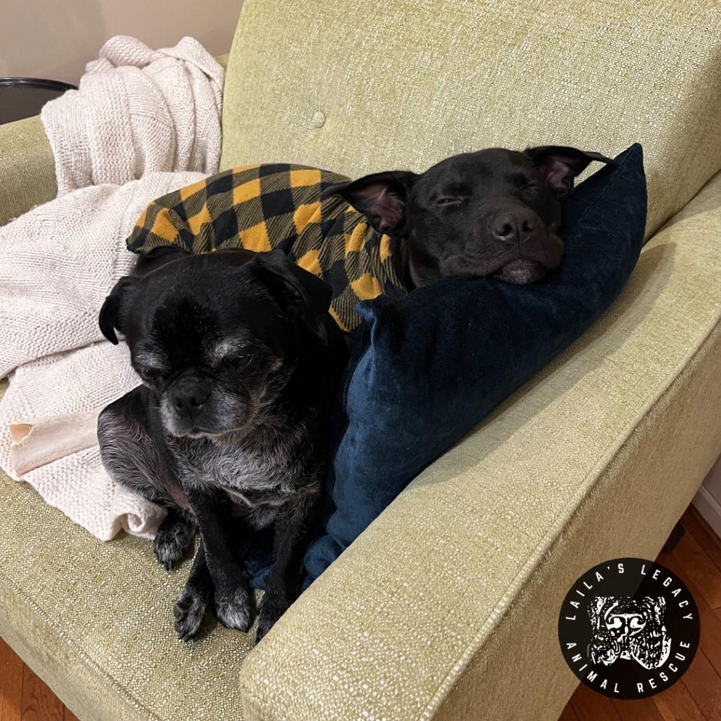 Enlarge Tux, a Adoptable mixed breed in Washington, DC image 4/6