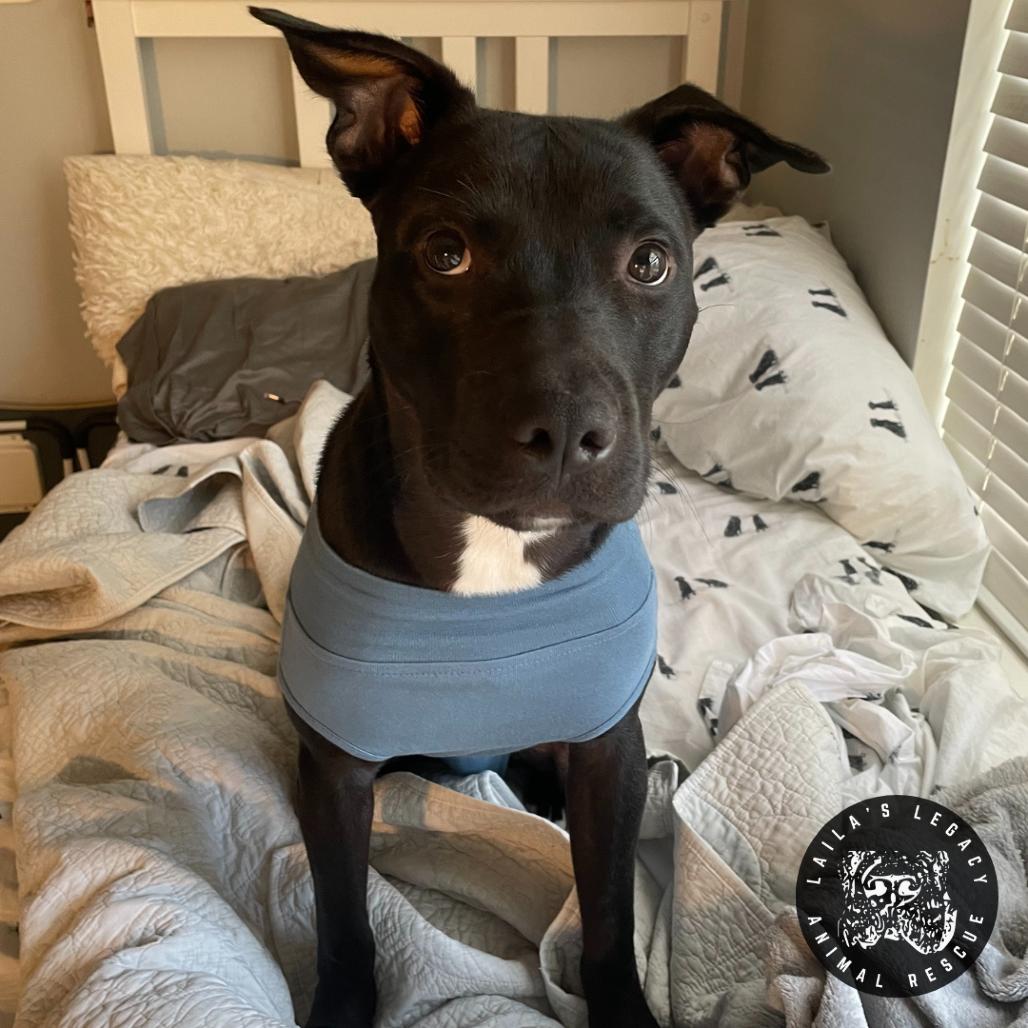 Enlarge Tux, a Adoptable mixed breed in Washington, DC image 5/6