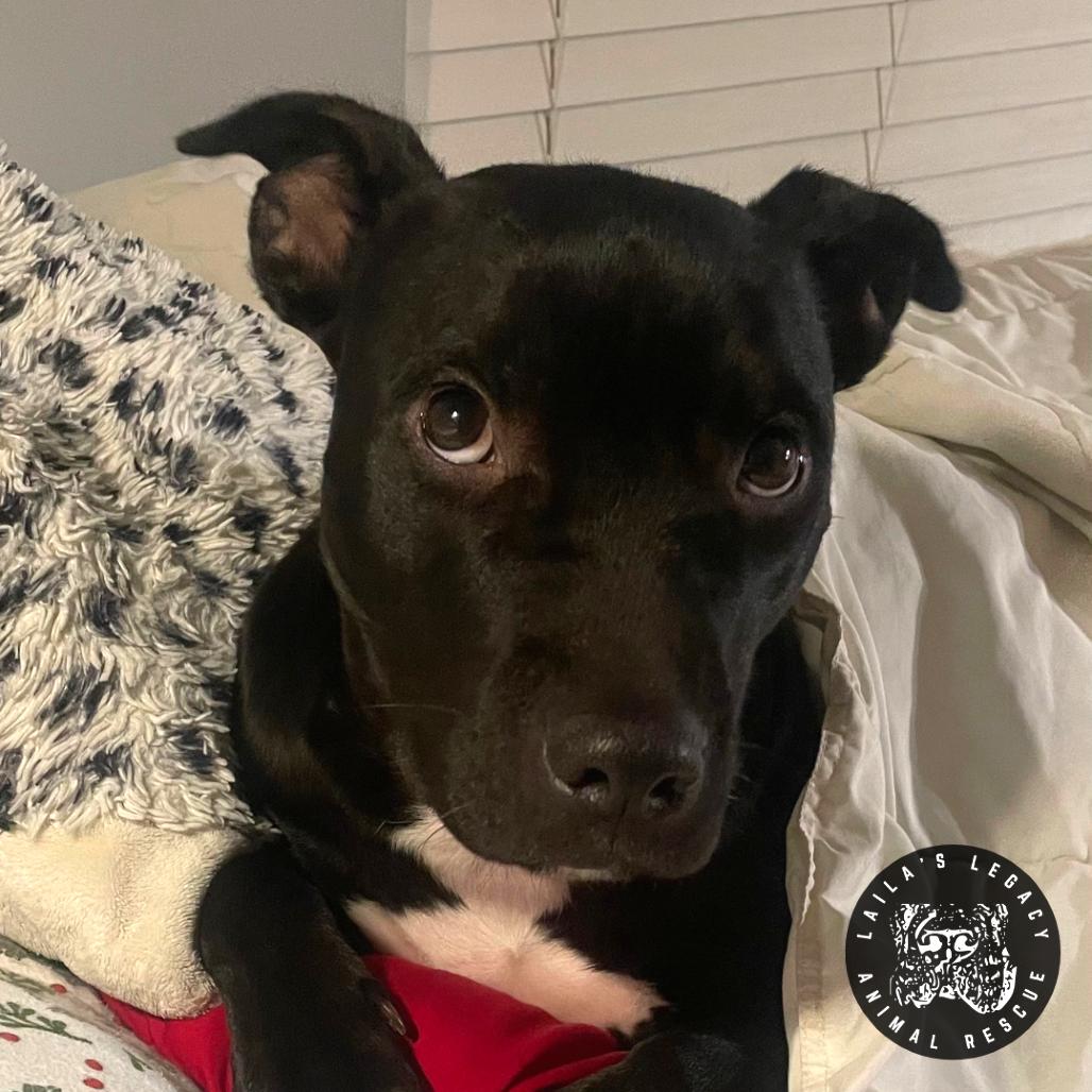 Enlarge Tux, a Adoptable mixed breed in Washington, DC image 6/6