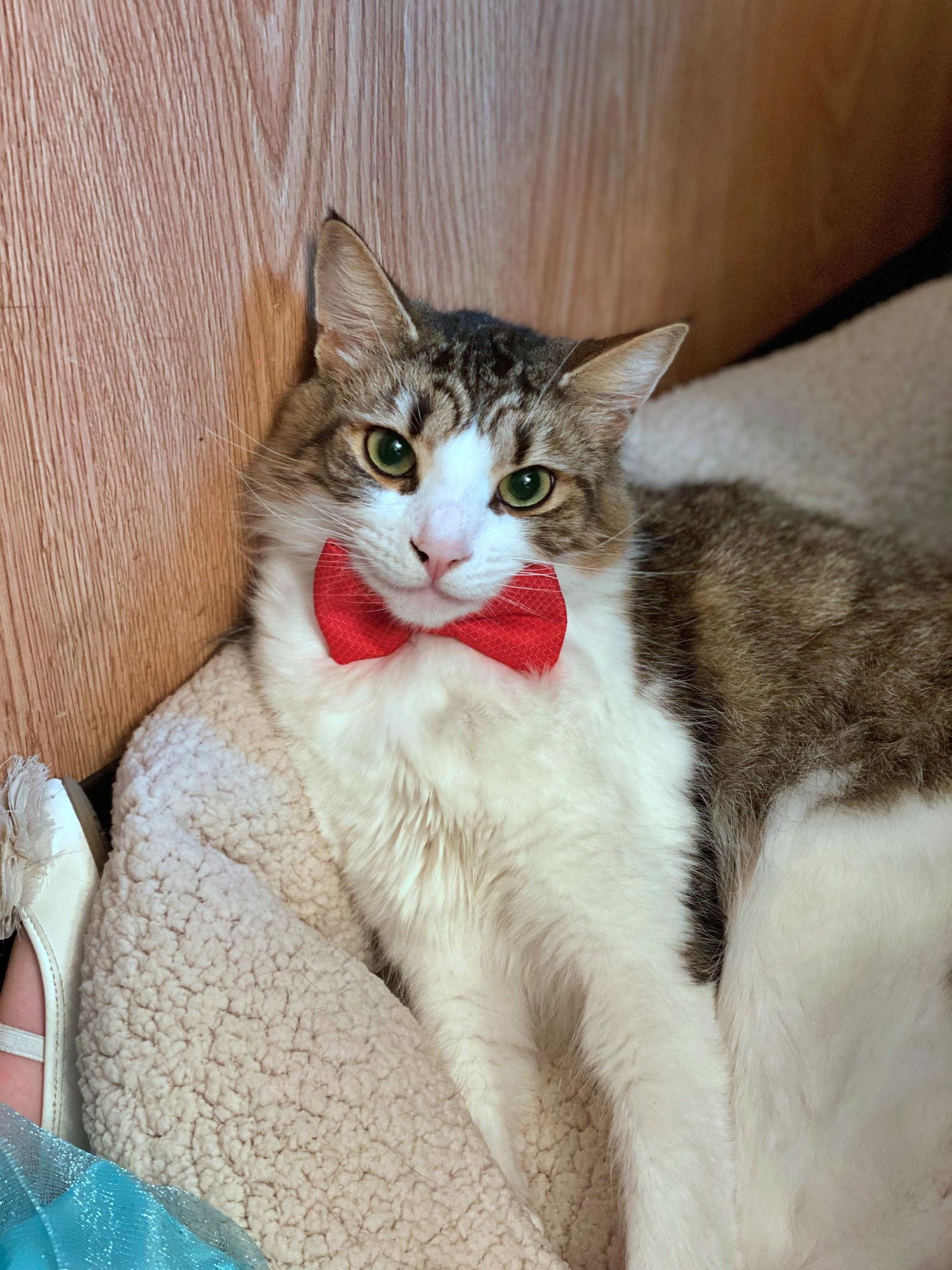 Enlarge GEORGE #1835 - Offered by Owner - In/Out, a Adoptable Tabby in Hillsboro, OR image 1/3