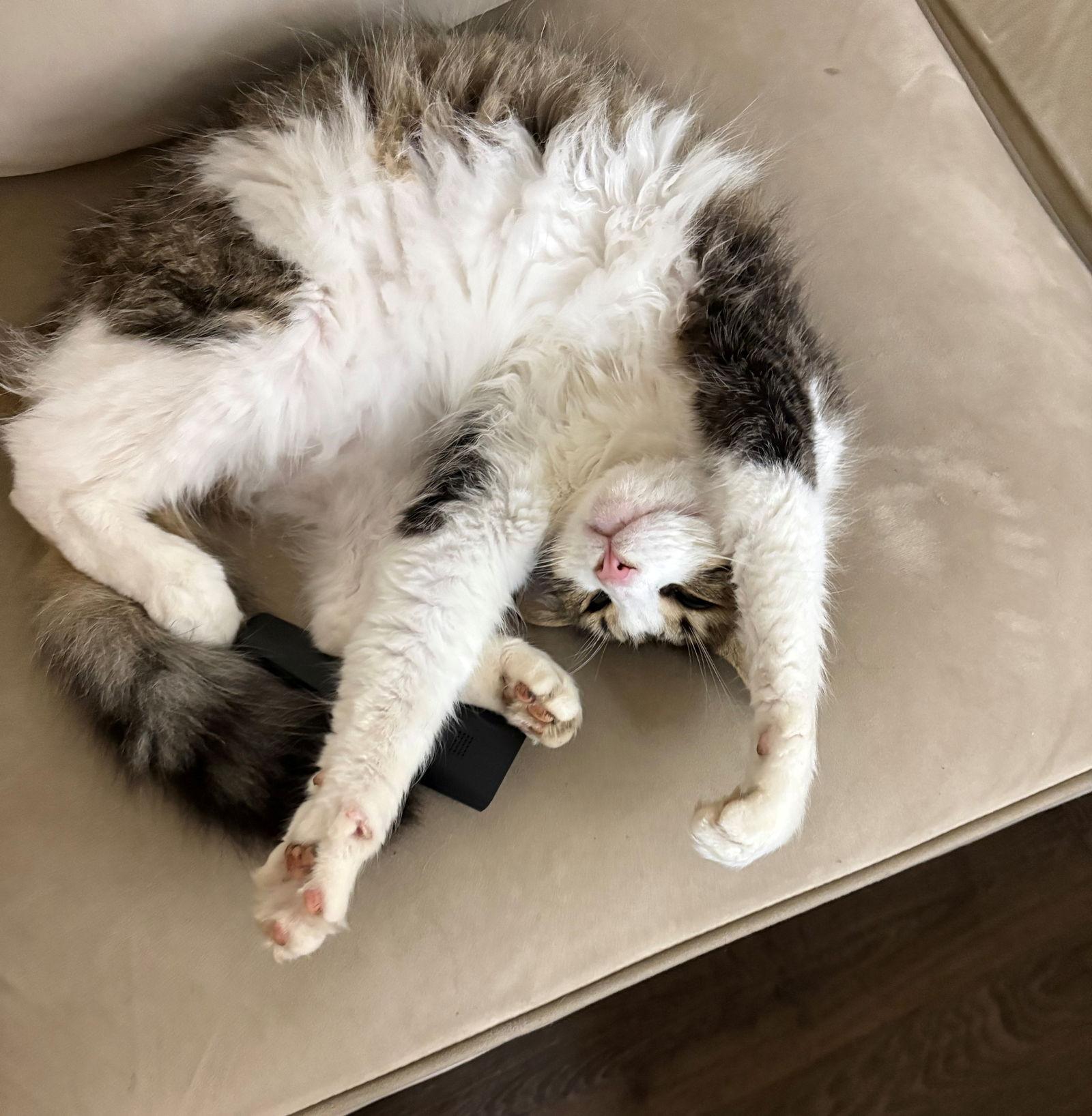 Enlarge GEORGE #1835 - Offered by Owner - In/Out, a Adoptable Tabby in Hillsboro, OR image 2/3