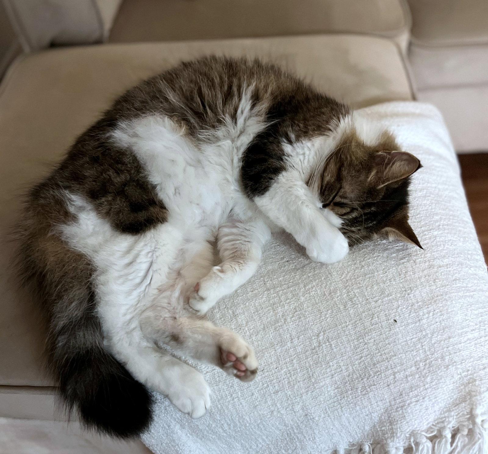 Enlarge GEORGE #1835 - Offered by Owner - In/Out, a Adoptable Tabby in Hillsboro, OR image 3/3