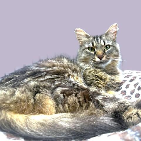 MARVELOUS MIMOSA - MAINE COON