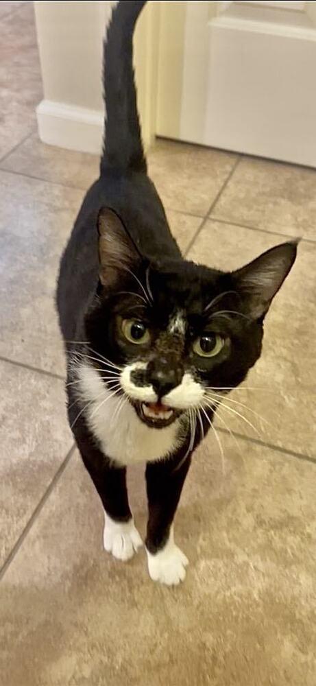 Enlarge Jerry (Diabetic), a Adoptable Domestic Short Hair in Sarasota, FL image 1/1