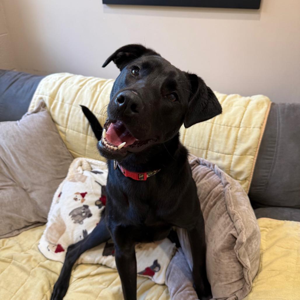 Salvie, a Adoptable mixed breed in Muncie, IN image 1/5