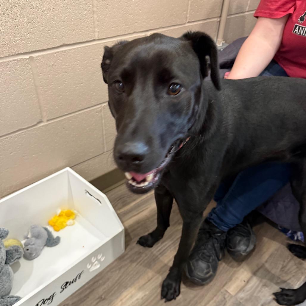 Salvie, a Adoptable mixed breed in Muncie, IN image 2/5