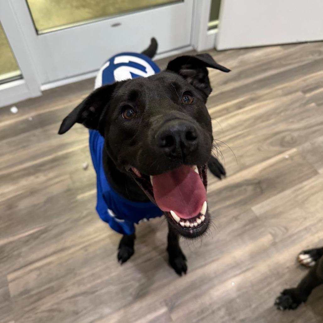Enlarge Salvie, a Adoptable mixed breed in Muncie, IN image 3/6
