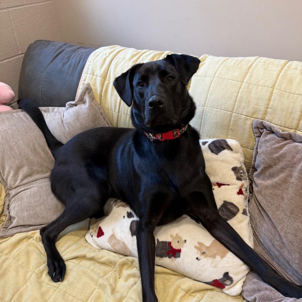 Salvie, a Adoptable mixed breed in Muncie, IN image 3/5