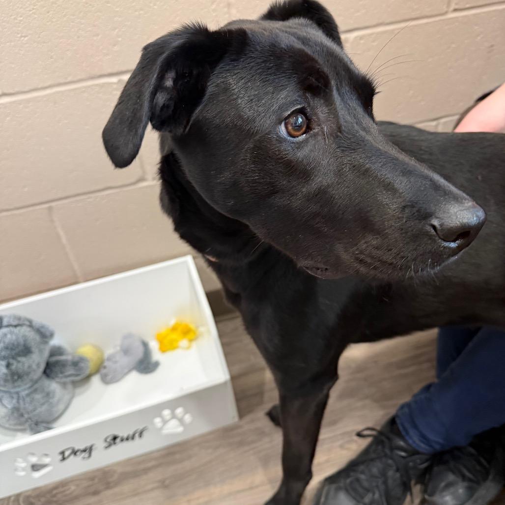 Salvie, a Adoptable mixed breed in Muncie, IN image 5/5