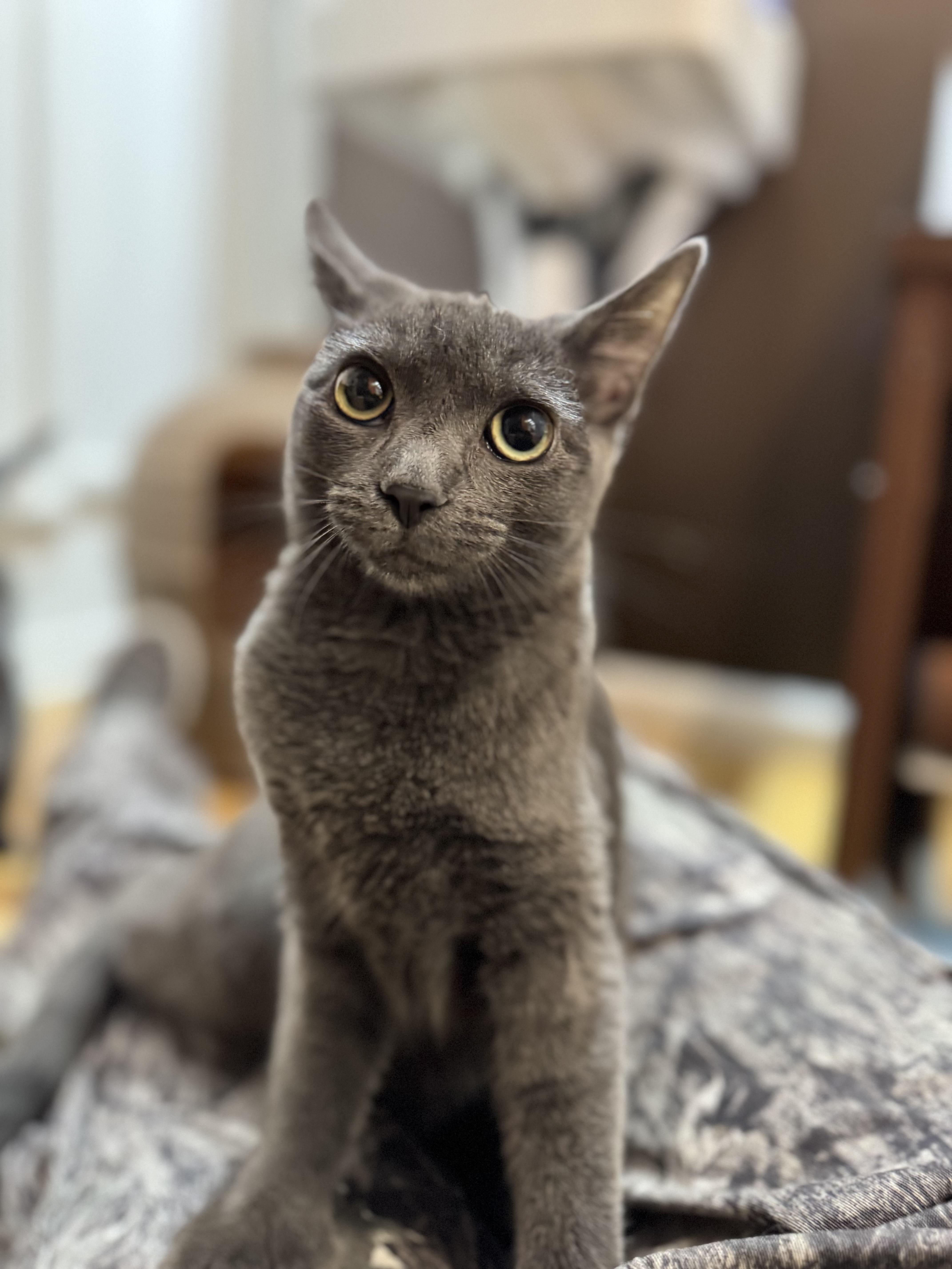 Enlarge Dani, a Adoptable Domestic Short Hair in New Haven, CT image 1/1