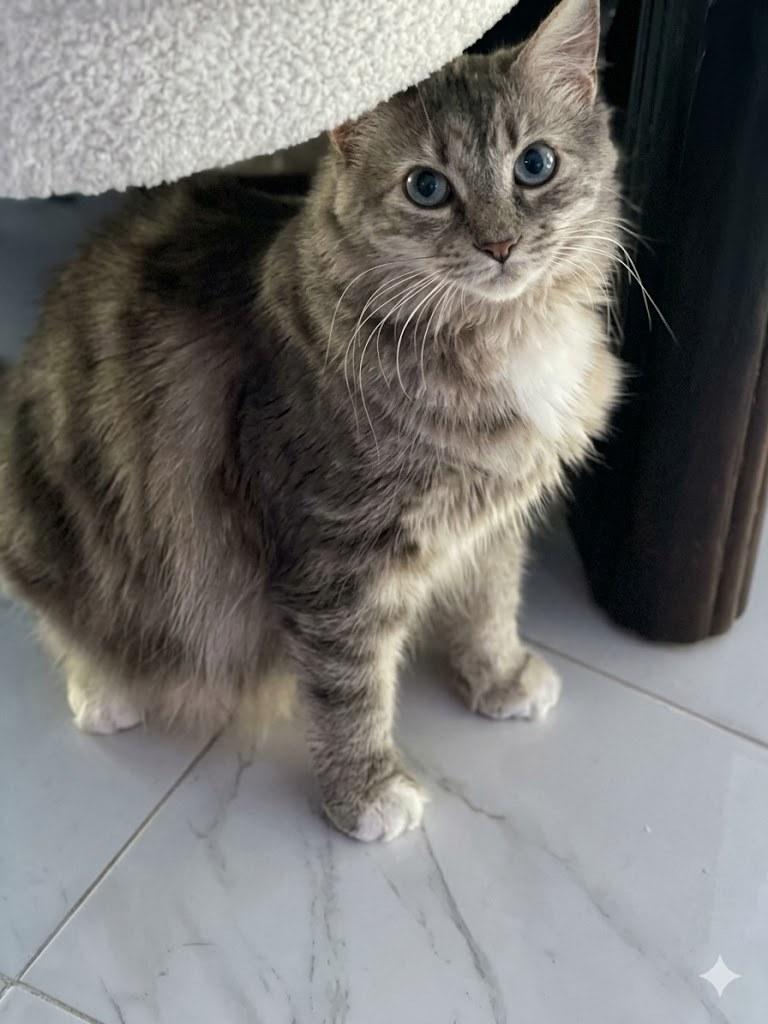 Enlarge Teea, a ADOPTABLE Tabby in Bayonne, NJ image 1/1