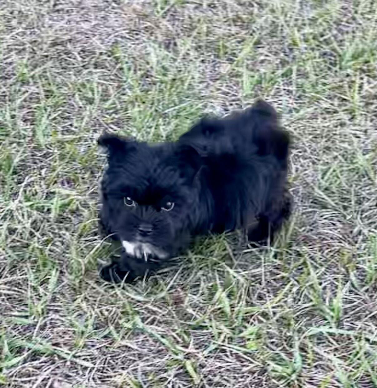 Enlarge Star, a Adopted mixed breed in Ocala, FL image 1/3