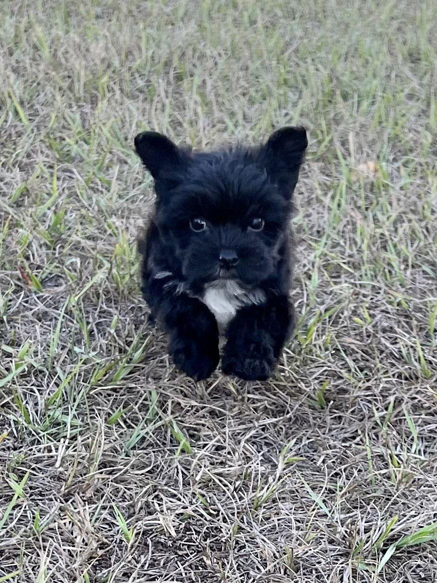 Enlarge Star, a Adopted mixed breed in Ocala, FL image 2/3
