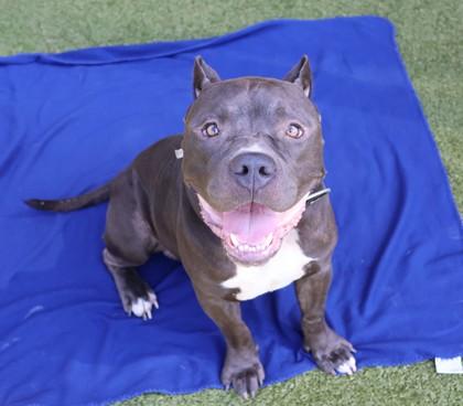 Enlarge Rocket- Project Homebound, a Adoptable Mixed Breed in Athens, GA image 1/4