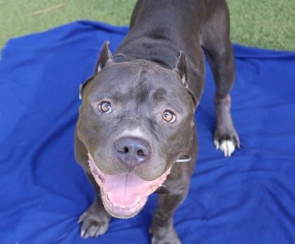 Enlarge Rocket- Project Homebound, a Adoptable Mixed Breed in Athens, GA image 2/4