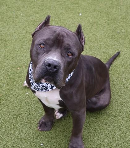 Enlarge Rocket- Project Homebound, a Adoptable Mixed Breed in Athens, GA image 3/4