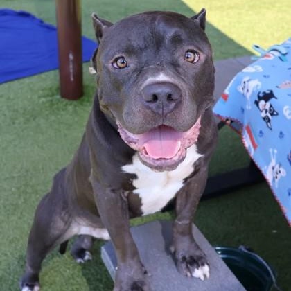 Rocket- Project Homebound, Adoptable, Adult Male Mixed Breed.