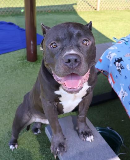 Enlarge Rocket- Project Homebound, a Adoptable Mixed Breed in Athens, GA image 4/4