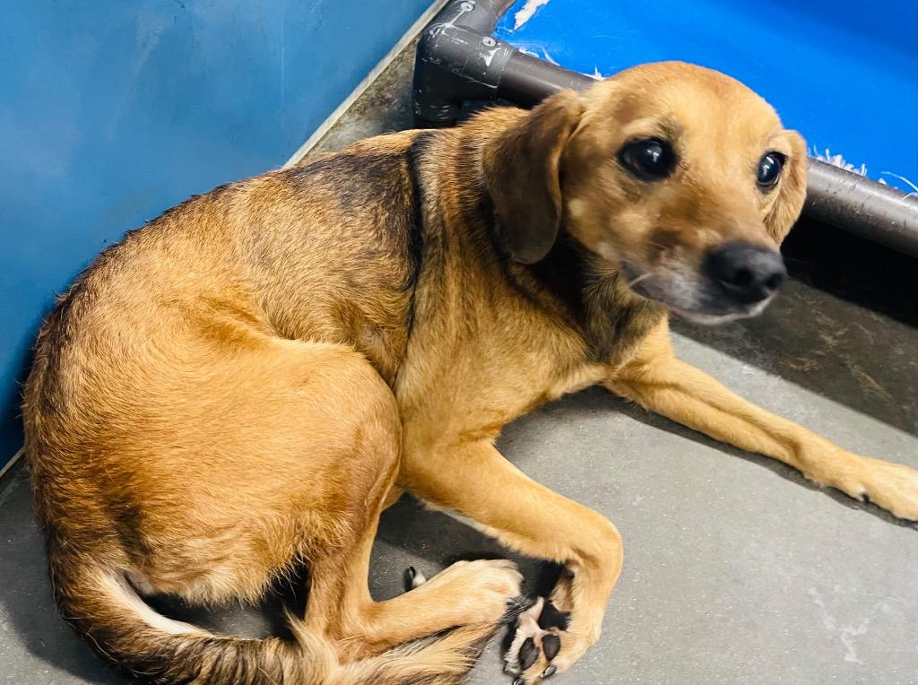 Enlarge Holly, a Adoptable Mixed Breed in Henderson, NC image 1/1