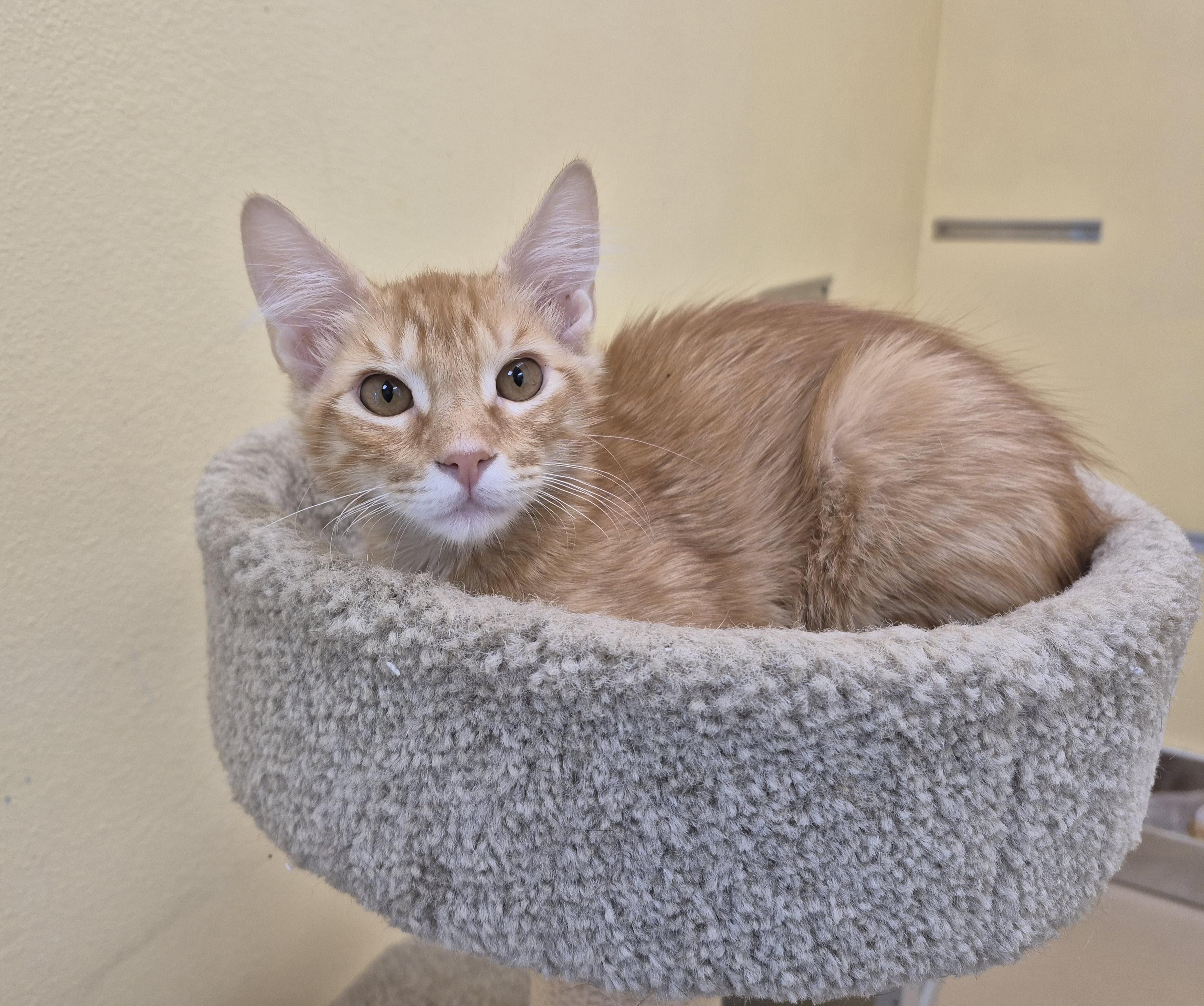 Orangesicle, ADOPTABLE, Young Male Domestic Medium Hair.
