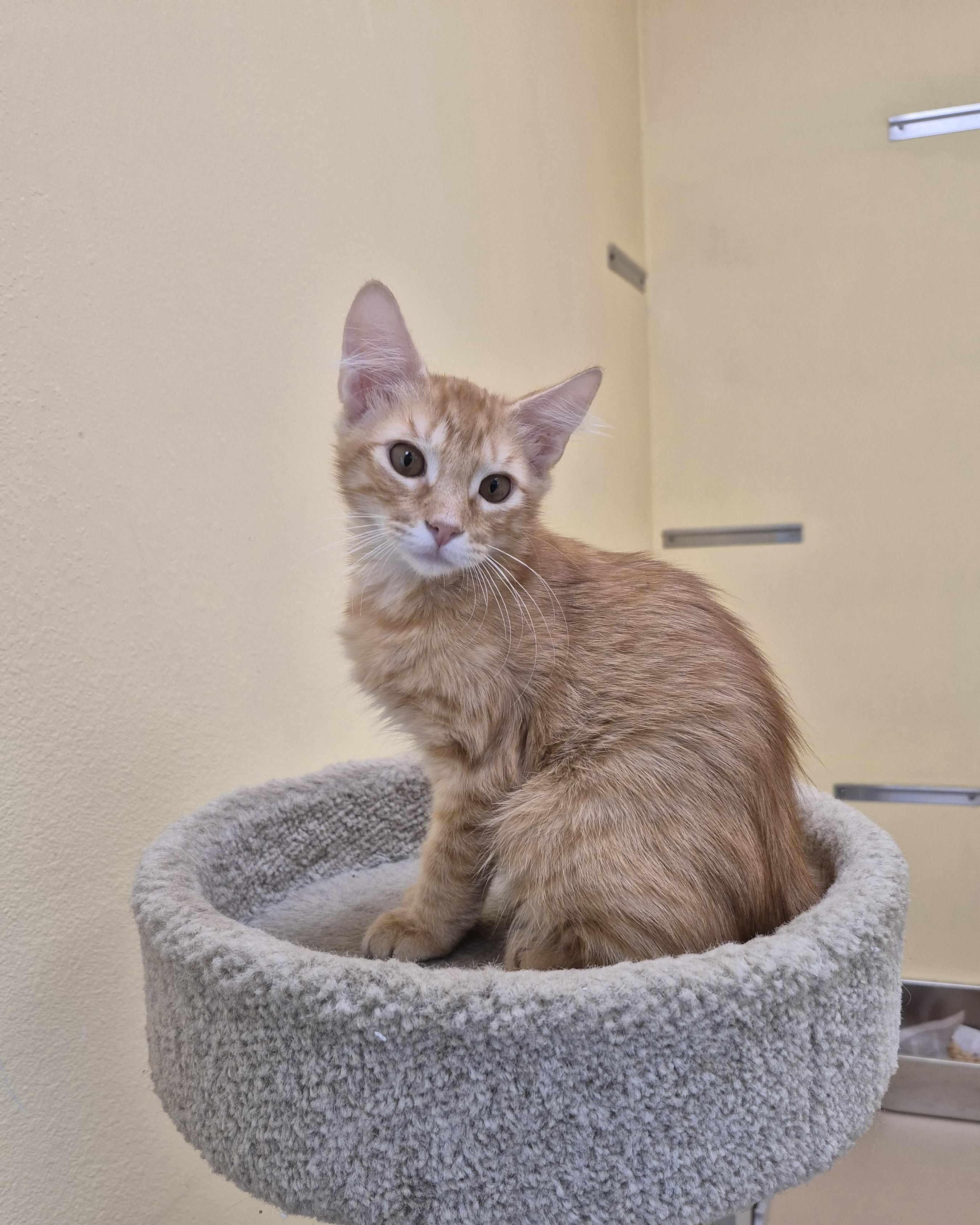Orangesicle, a ADOPTABLE Domestic Medium Hair in Schertz, TX image 2/3