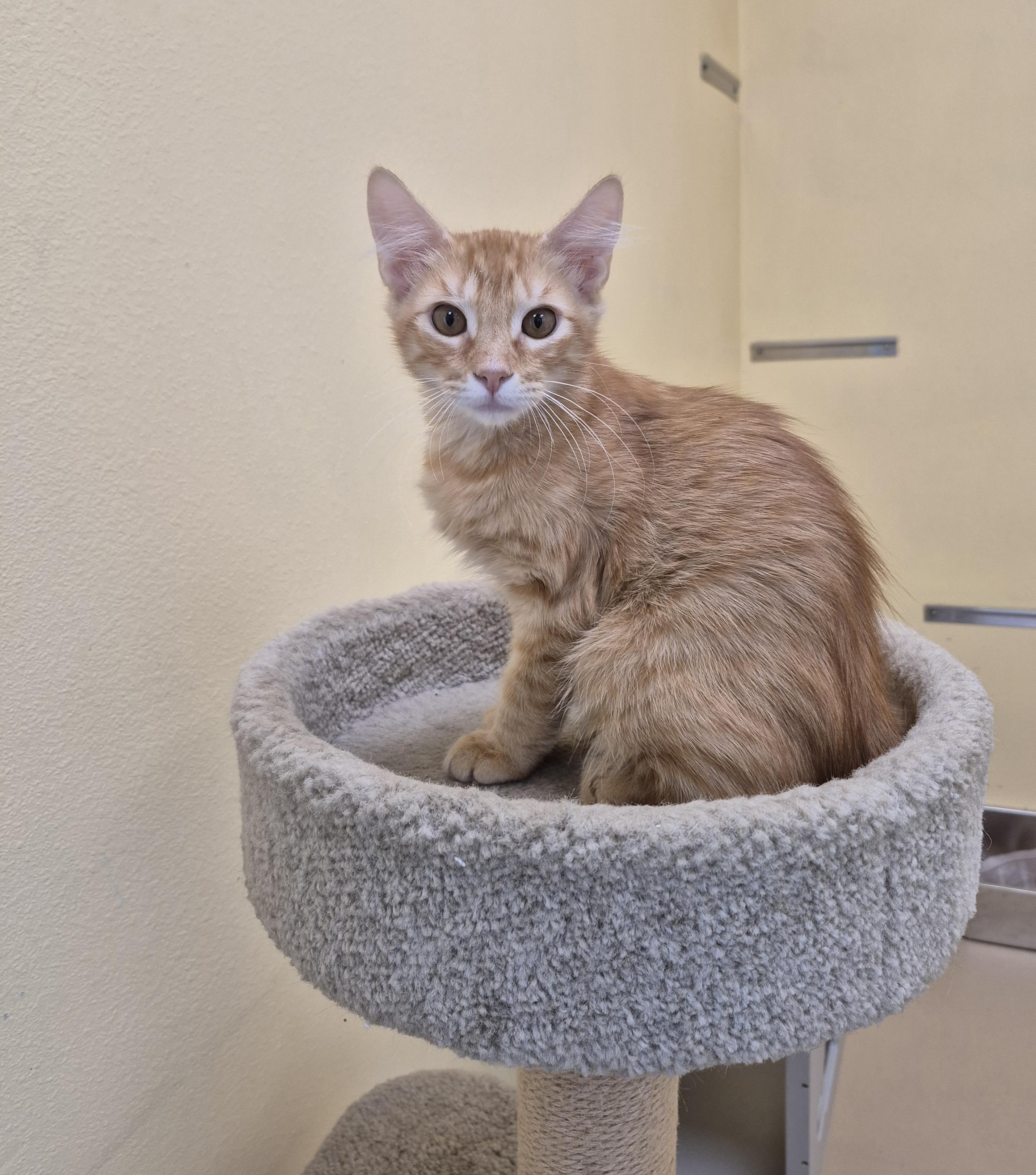 Orangesicle, a ADOPTABLE Domestic Medium Hair in Schertz, TX image 3/3