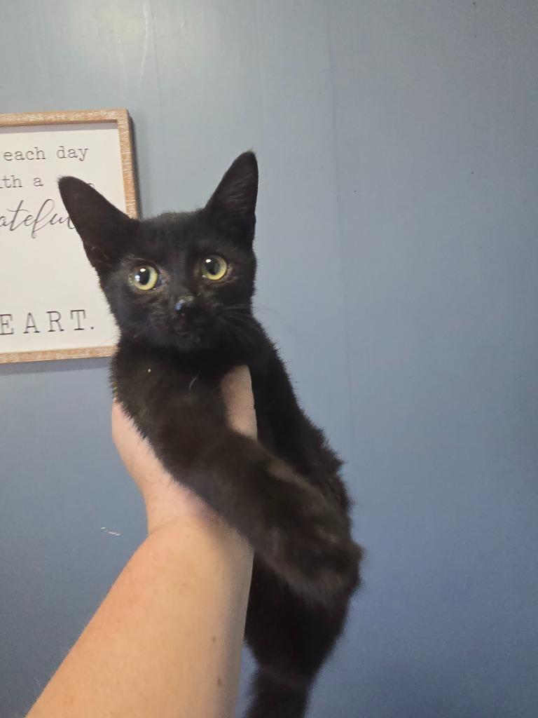 Binx, Adoptable, Kitten Female Domestic Short Hair.
